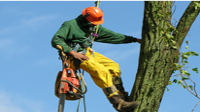 Healthy Yards Start with Tree Trimming and Pruning McDonough, GA, Residents Can Trust