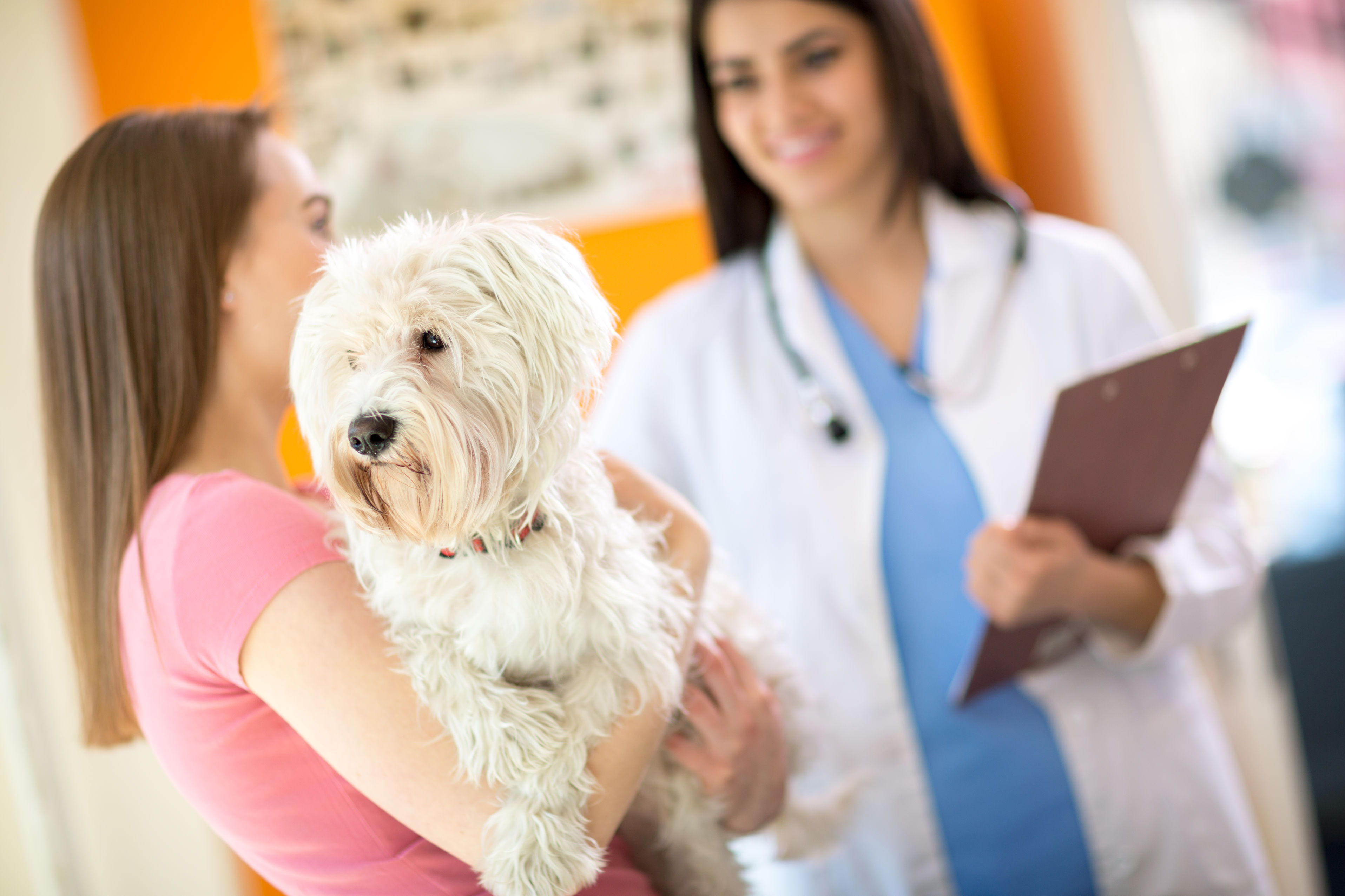 Get Great Medical Care for Pets at the Best Veterinary Hospital in Biloxi, MS