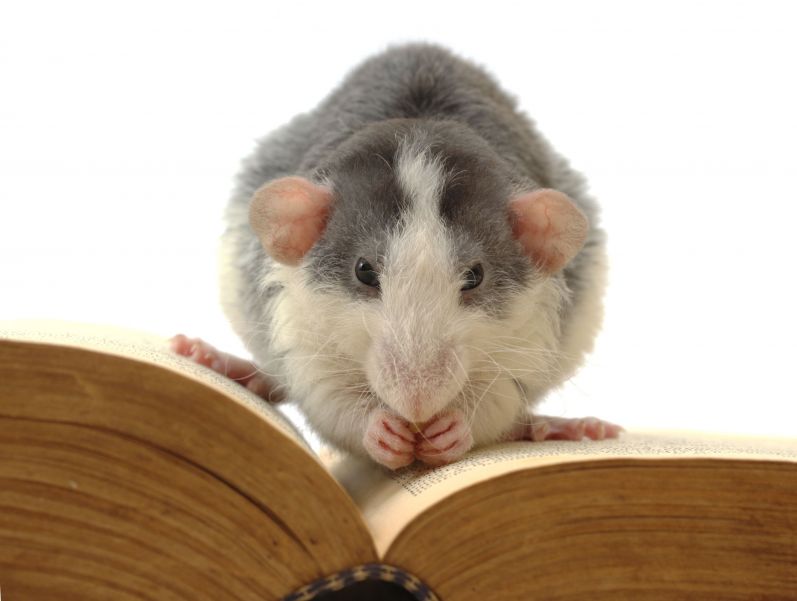 What to Do if You Find Mice in Your House: The Australian Homeowner’s Guide