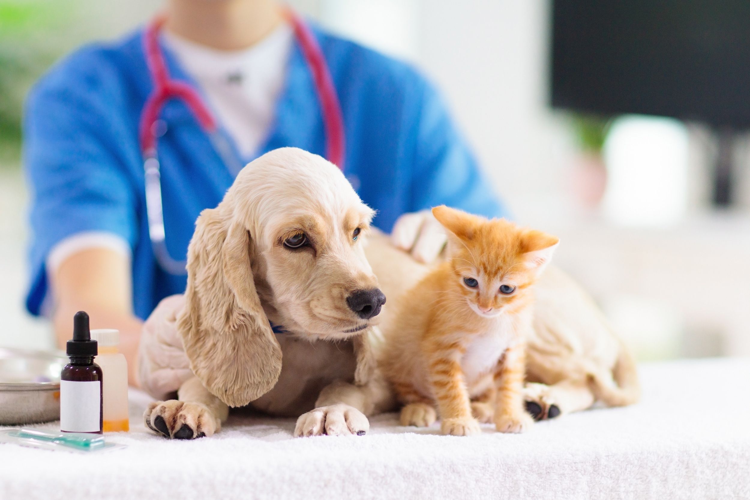 Finding a Reputable Animal Medical Center in Riverside CA