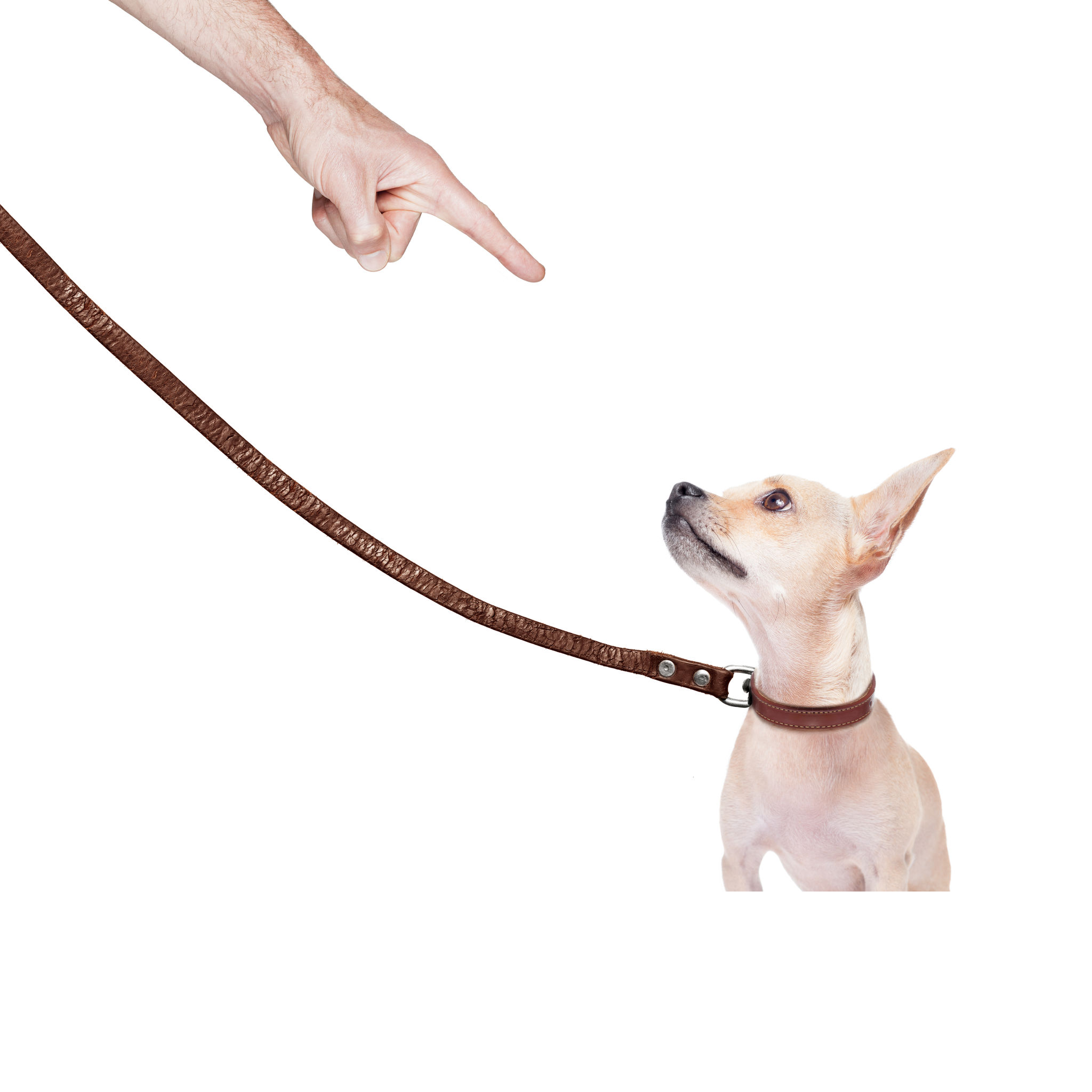 How to Find the Best Puppy Training in Naples, Florida