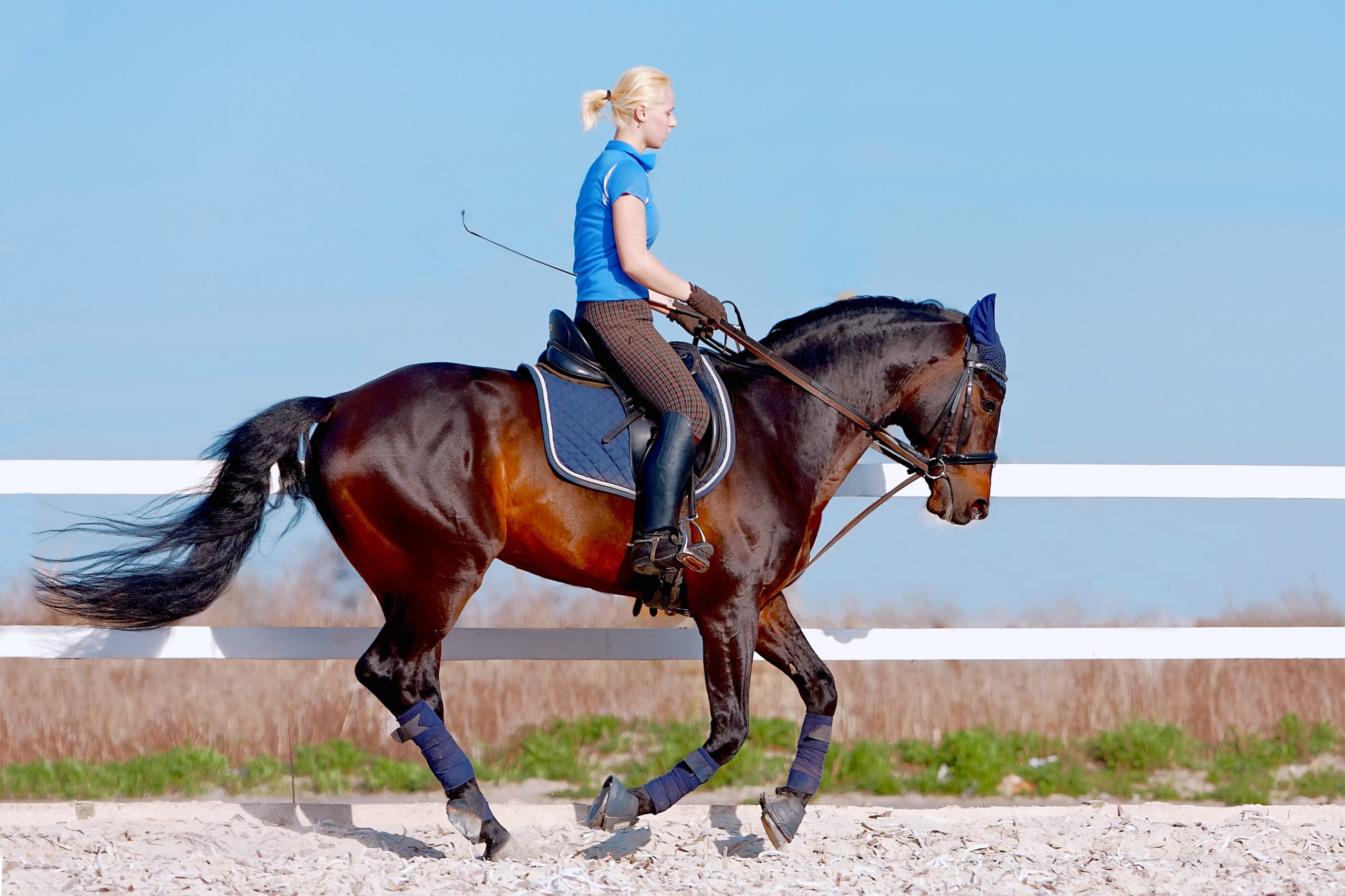 Why Investing in a Horse Bathing System Is Worth It