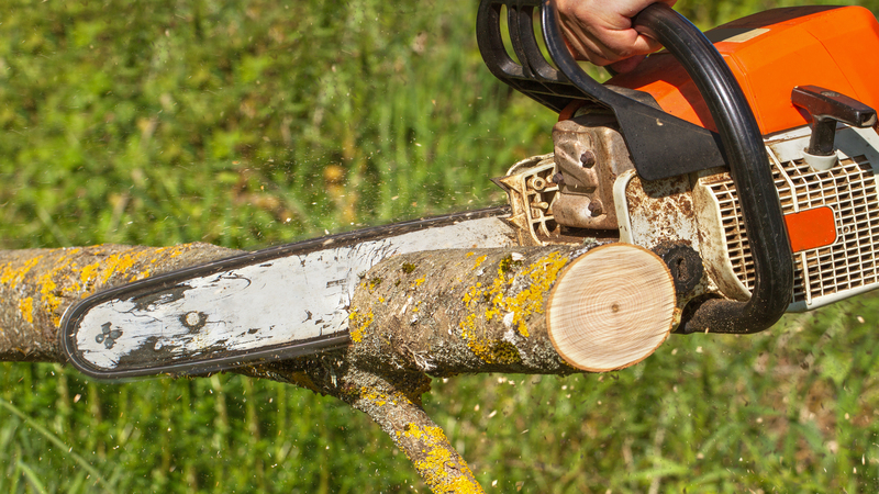 What You Should Know About a Tree Service Company in Gig Harbor WA
