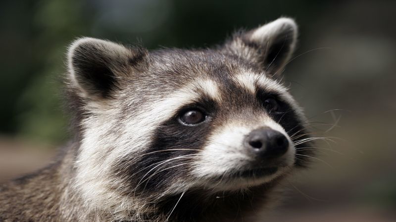 Effective Solutions for Raccoon Removal in St. Louis, MO.