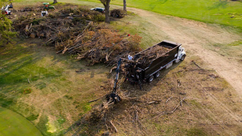 Professional Tree Removal Service in Atlanta, GA: Ensuring Visual Appeal and Safety