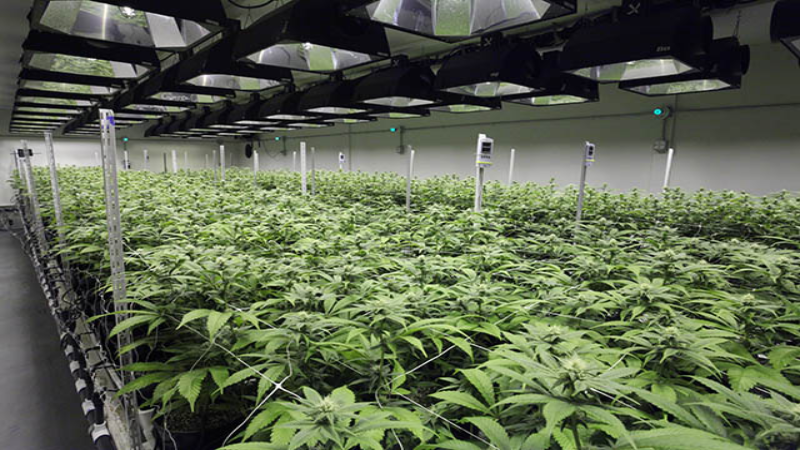 Exploring the Top Medical Dispensary in Great Falls: A Comprehensive Guide
