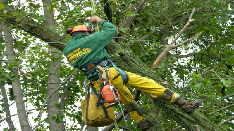 Tree Company in Marietta, GA: Expert Care for Your Landscape Needs