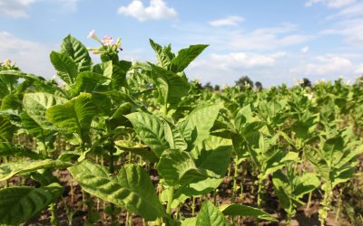 Enhancing Product Quality with a Leading Nicotine Alkaloid Supplier in the UK