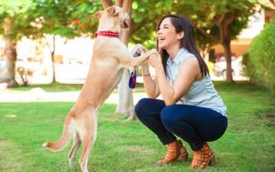Achieve Lasting Obedience With Dog Training Services Boca Raton FL Pet Owners Trust