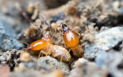 Ensure Family Safety With Professional Termite Control NJ for Effective Pest Defense