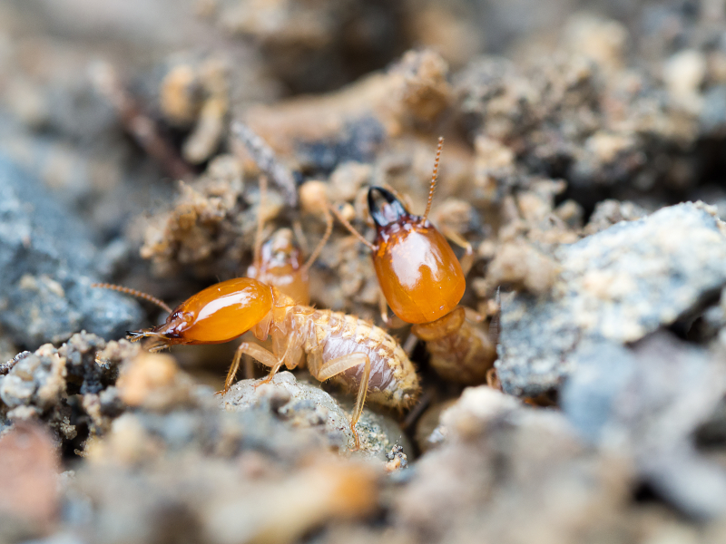 Ensure Family Safety With Professional Termite Control NJ for Effective Pest Defense