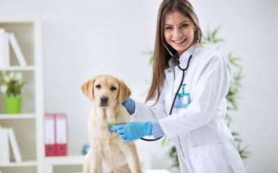 Secure Happy Stays for Your Pup with a Reputable Dog Boarding Center In Denver