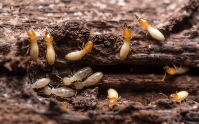Protect Your Home with Proven Termite Treatment Macquarie Methods That Offer Lasting Results