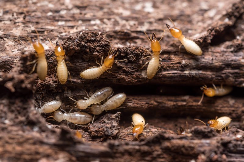 Protect Your Home with Proven Termite Treatment Macquarie Methods That Offer Lasting Results