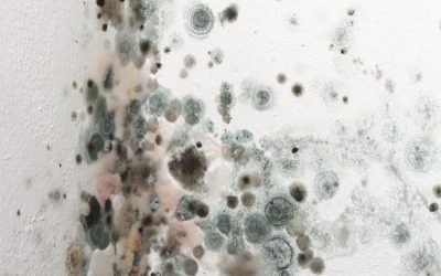 Why Residential Mold Removal Omaha NE Is Essential for a Healthy Family Home