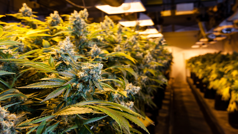 Meeting Your Needs Discreetly with a Reliable Cannabis Delivery Service in Palmer, MA