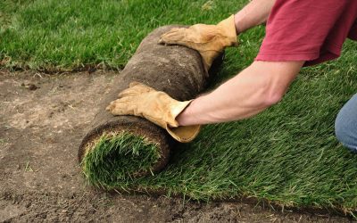 Enhance Curb Appeal With Synthetic Lawn Turf Chandler, AZ for a Lush Look Year-Round