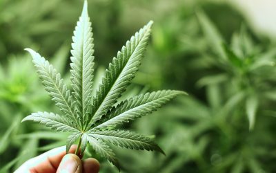 Understanding the Benefits of Farm Bill Compliant Hemp for US Consumers
