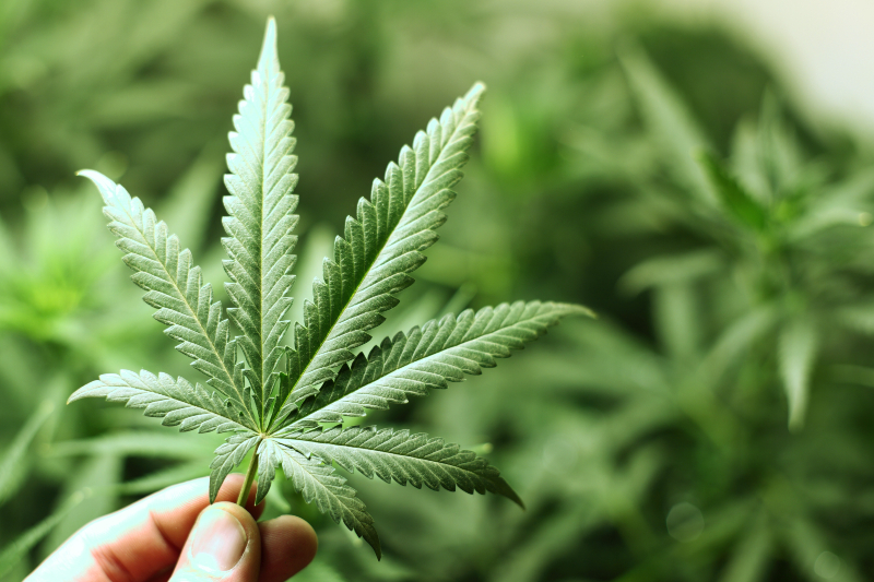 Understanding the Benefits of Farm Bill Compliant Hemp for US Consumers