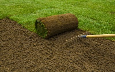 Why Black Beauty Fescue Can Change the Look of a Riverside Lawn
