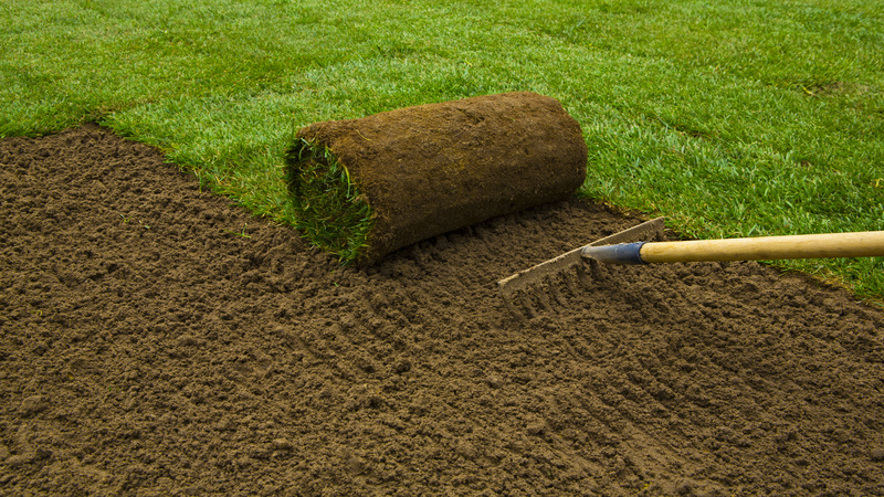 Why Black Beauty Fescue Can Change the Look of a Riverside Lawn