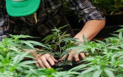 Navigating Quality at a Local Cannabis Dispensary: Charlottesville Consumers Trust