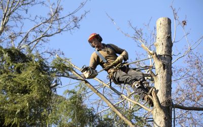 A Homeowner’s Guide to Safe Tree Removal in Jacksonville, FL