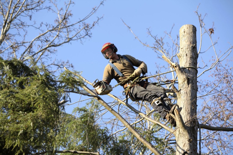 A Homeowner’s Guide to Safe Tree Removal in Jacksonville, FL